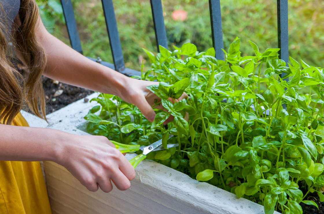 FC-permaculture-a